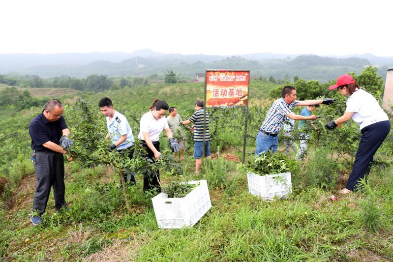 花椒直播间，数字娱乐新纪元探索之旅